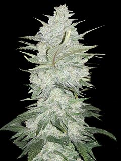 gelato auto