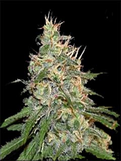 lemon skunk auto