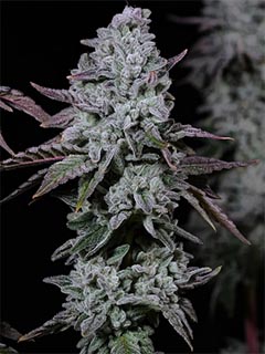banana daddy auto